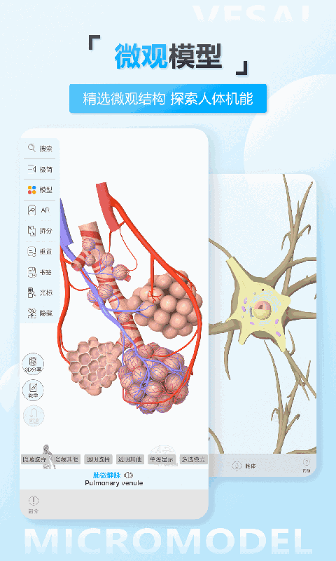 维萨里3D解剖教学